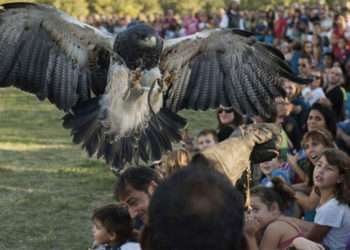 Exhibición de cetrería // Aviornis Ibérica