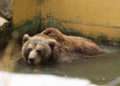 Un oso en Vigozoo (ARCHIVO)