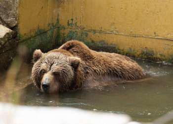 Un oso en Vigozoo