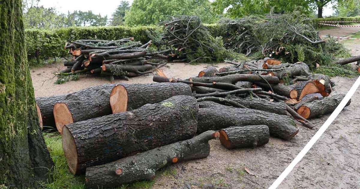 Denuncian la tala masiva de árboles históricos y en buen estado en O Castro  de Vigo - Metropolitano