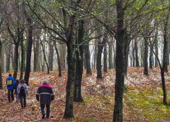 Monte de Candeán // Camiño a Camiño / Concello de Vigo