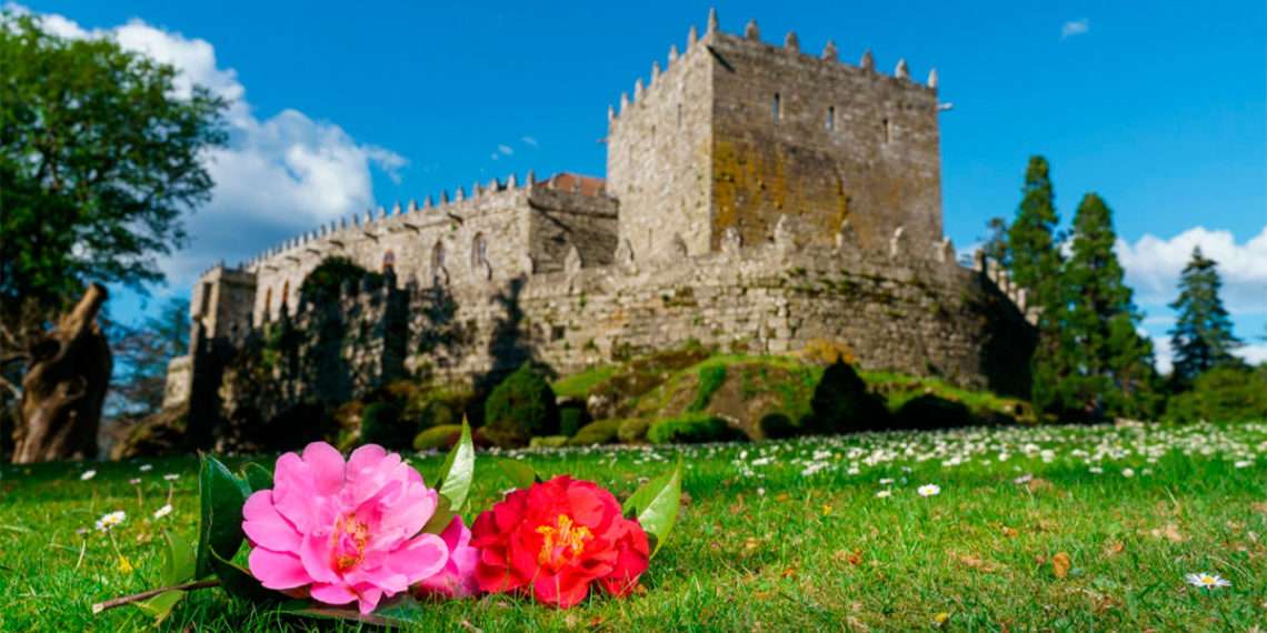 Camelia en el jardín del Castillo de Soutomaior // FOTO: TURISMO RÍAS BAIXAS