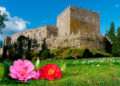 Camelia en el jardín del Castillo de Soutomaior // FOTO: TURISMO RÍAS BAIXAS