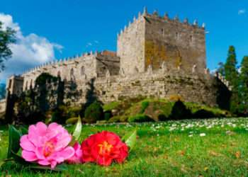 Camelia en el jardín del Castillo de Soutomaior // FOTO: TURISMO RÍAS BAIXAS