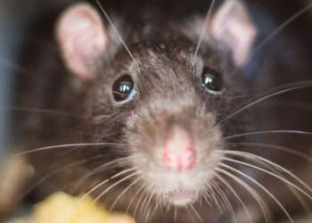 Primer plano de una rata // Irina/iStock