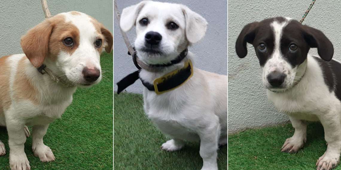 Lola, Gim y Mini ya tienen un nuevo hogar