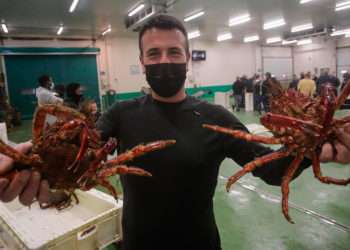 Un pescadero sostiene dos cangrejos en la lonja de Burela // EUROPA PRESS