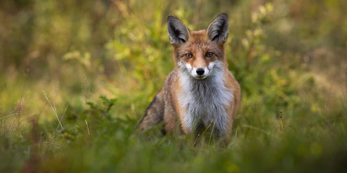 Imagen de un zorro // Wildmedia