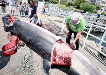 Técnicos de la Coordinadora para o Estudo dos Mamíferos Mariños junto al cadáver de una ballena en el puerto de Combarro, a 12 de julio de 2022, en Combarro // BEATRIZ CISCAR / EUROPA PRESS