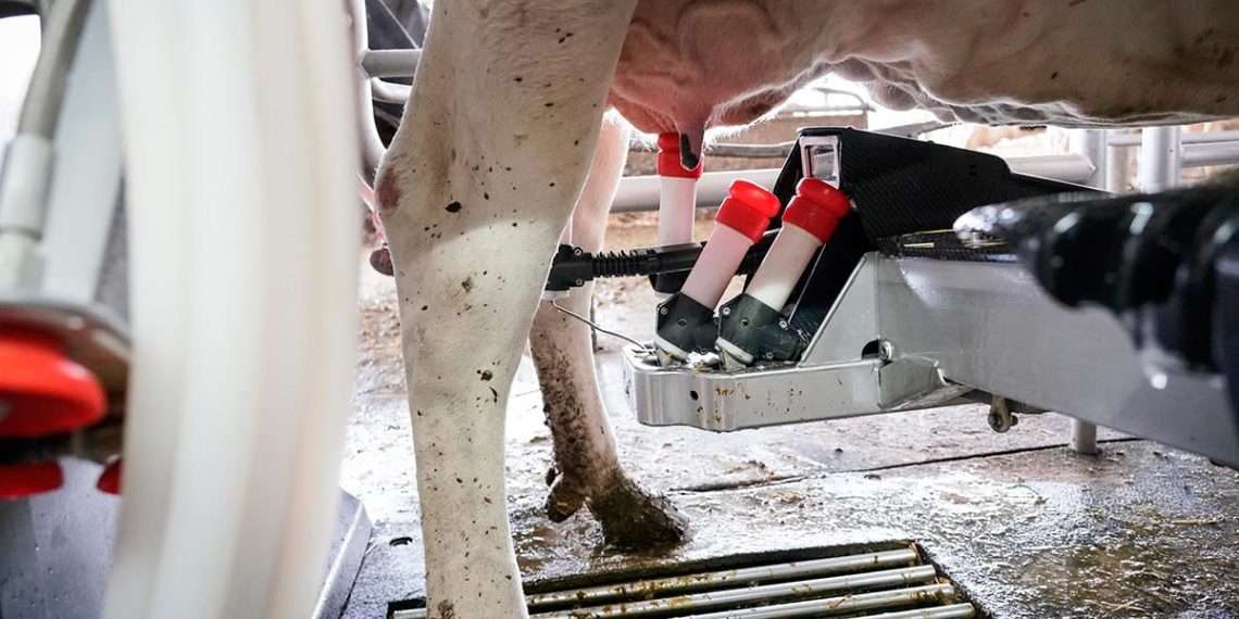 Una máquina de ordeño ordeña a una vaca en la granja Lacturale, a 3 de abril de 2022, en Etxebarri, Navarra, (España). // EUROPA PRESS