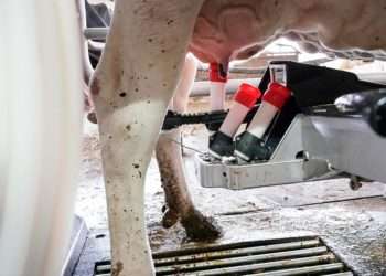Una máquina de ordeño ordeña a una vaca en la granja Lacturale, a 3 de abril de 2022, en Etxebarri, Navarra, (España). // EUROPA PRESS