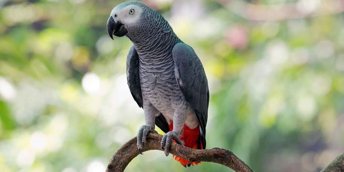Imagen de Archivo de un loro // iStock