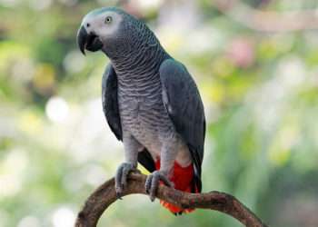 Imagen de Archivo de un loro // iStock