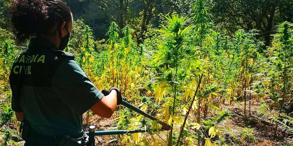 Desmantelan en Cerdedo-Cotobade una de las mayores plantaciones de marihuana de los últimos años en Galicia // EUROPA PRESS