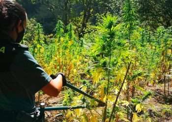 Desmantelan en Cerdedo-Cotobade una de las mayores plantaciones de marihuana de los últimos años en Galicia // EUROPA PRESS
