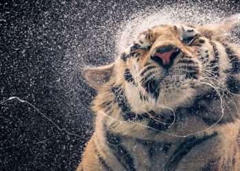 Una de las fotografías que componen la exposición de Tim Flach