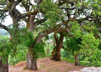 Sobreiras da Madalena, en As Eiras (O Rosal).