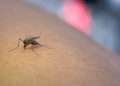 Foto recurso de un mosquito tigre // Jcomp - Freepik