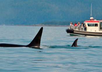 Orcas en el mar // Salvamento Marítimo