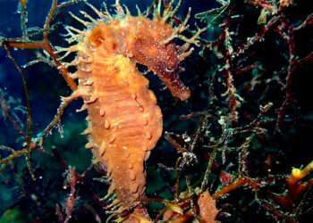 Caballito de mar // CSIC