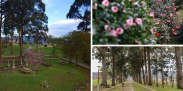 Uno de los jardines más hermosos de Pontevedra se suma a la única ruta de la camelia en Europa