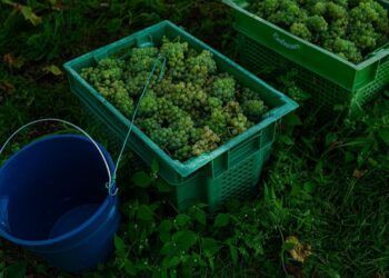 Vendimia en las Rías Baixas (Foto: Europa Press).