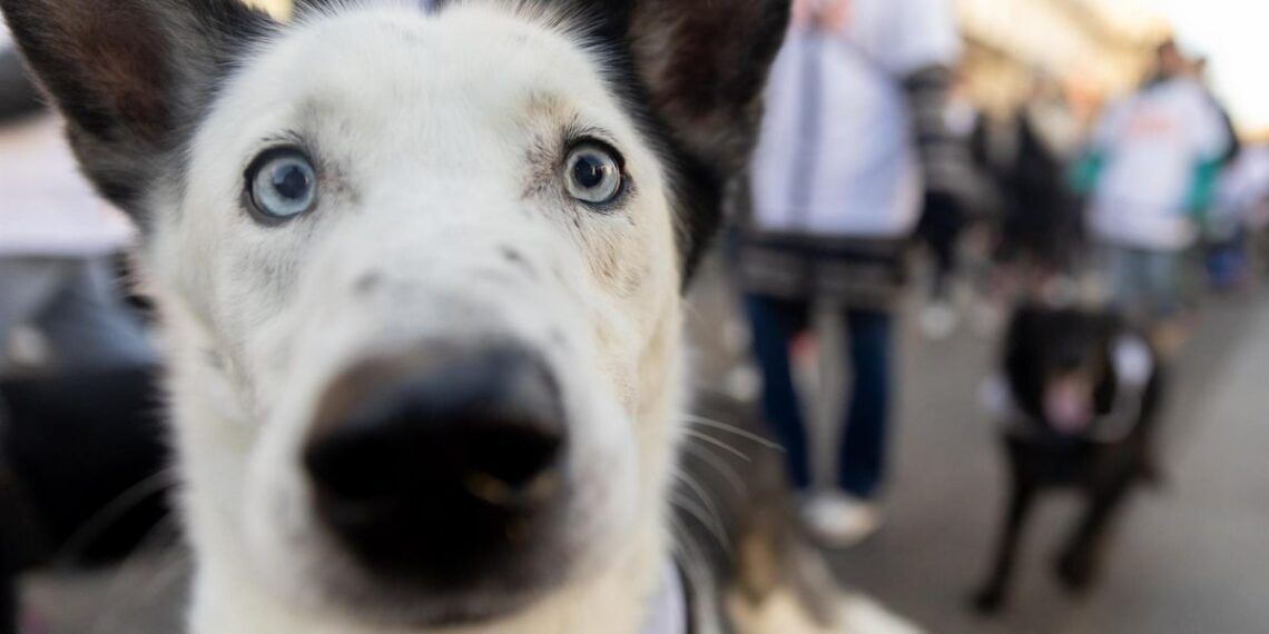 Un perro durante la ‘Sanperrestre’ 2024. - Eduardo Parra - Europa Press