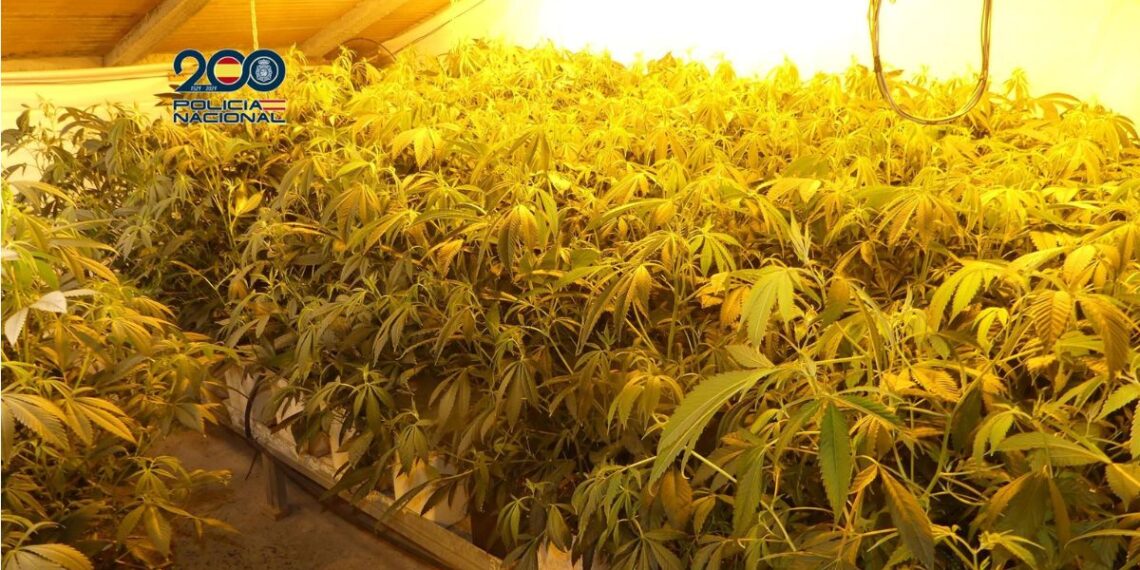 Tres detenidos tras desmantelar una plantación con 500 plantas de marihuana en Vilanova de Arousa (Pontevedra). - POLICÍA NACIONAL