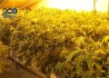 Tres detenidos tras desmantelar una plantación con 500 plantas de marihuana en Vilanova de Arousa (Pontevedra). - POLICÍA NACIONAL