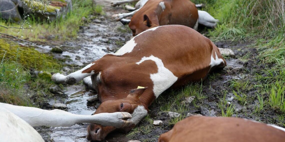 27 vacas mueren alcanzadas por un rayo en una explotación ganadera en Rodeiro (Carlos Castro / Europa Press).