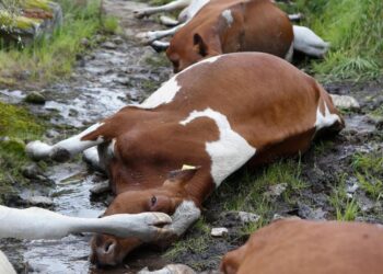 27 vacas mueren alcanzadas por un rayo en una explotación ganadera en Rodeiro (Carlos Castro / Europa Press).