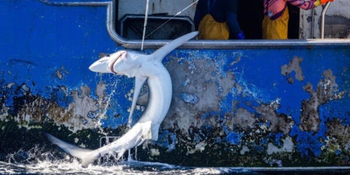Greenpeace interrumpe una operación de pesca y libera tiburones capturados por un palangrero de Vigo en el Pacífico Sur - PAUL HILTON/GREENPEACE / Europa Press