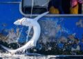 Greenpeace interrumpe una operación de pesca y libera tiburones capturados por un palangrero de Vigo en el Pacífico Sur - PAUL HILTON/GREENPEACE / Europa Press