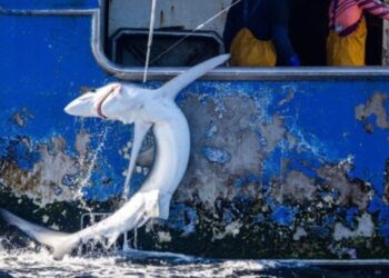 Greenpeace interrumpe una operación de pesca y libera tiburones capturados por un palangrero de Vigo en el Pacífico Sur - PAUL HILTON/GREENPEACE / Europa Press