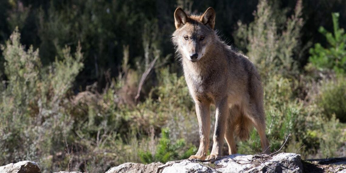Un lobo ibérico del Centro del Lobo Ibérico en localidad de Robledo de Sanabria, en plena Sierra de la Culebra.
- Carlos Castro - Europa Press - Archivo