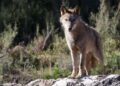 Un lobo ibérico del Centro del Lobo Ibérico en localidad de Robledo de Sanabria, en plena Sierra de la Culebra.
- Carlos Castro - Europa Press - Archivo