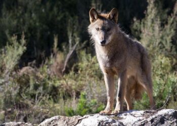 Un lobo ibérico del Centro del Lobo Ibérico en localidad de Robledo de Sanabria, en plena Sierra de la Culebra.
- Carlos Castro - Europa Press - Archivo