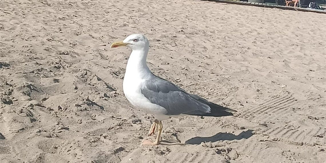 Gaviota en la playa
- EUROPA PRESS