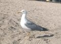 Gaviota en la playa
- EUROPA PRESS