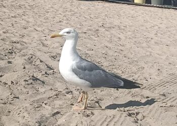 Gaviota en la playa
- EUROPA PRESS