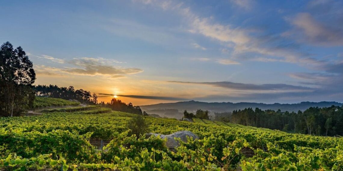 Imagen de un viñedo.
- DO RÍAS BAIXAS / Europa Press