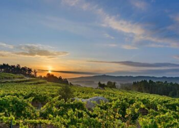 Imagen de un viñedo.
- DO RÍAS BAIXAS / Europa Press