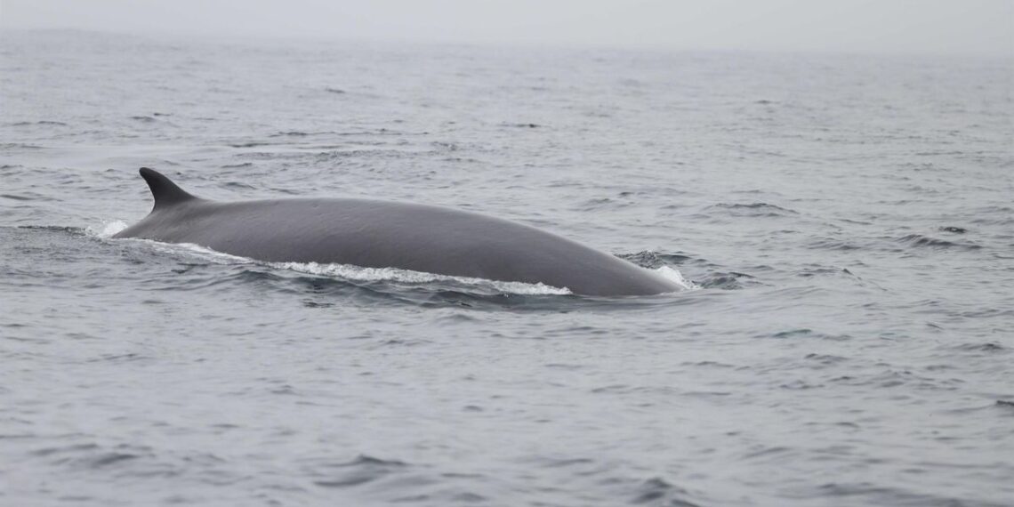 Un estudio recoge información sobre las decenas de ballenas que visitan las Rías Baixas