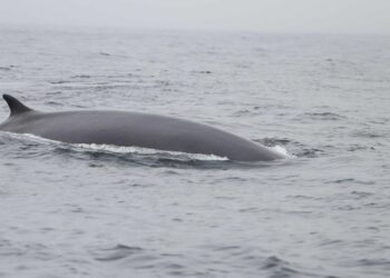 Un estudio recoge información sobre las decenas de ballenas que visitan las Rías Baixas