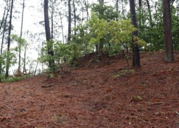 Excavación arqueológica en la fortaleza de As Torres en Tomiño (Pontevedra)
- FORTALEZAS DA FRONTEIRA