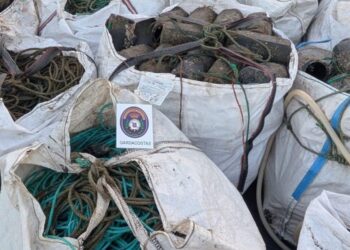 Decomisan en una semana casi 200 kilos de pulpo en A Guarda