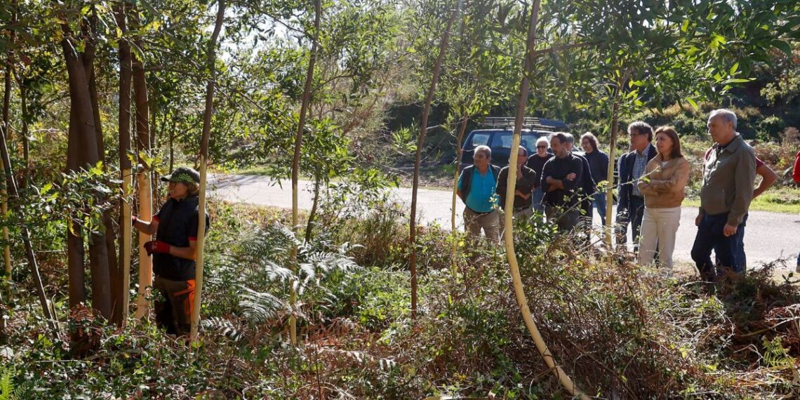 Proteger la joya del Monte Aloia, así es la lucha contra la acacia negra en el sur de Galicia