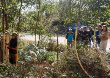 Proteger la joya del Monte Aloia, así es la lucha contra la acacia negra en el sur de Galicia