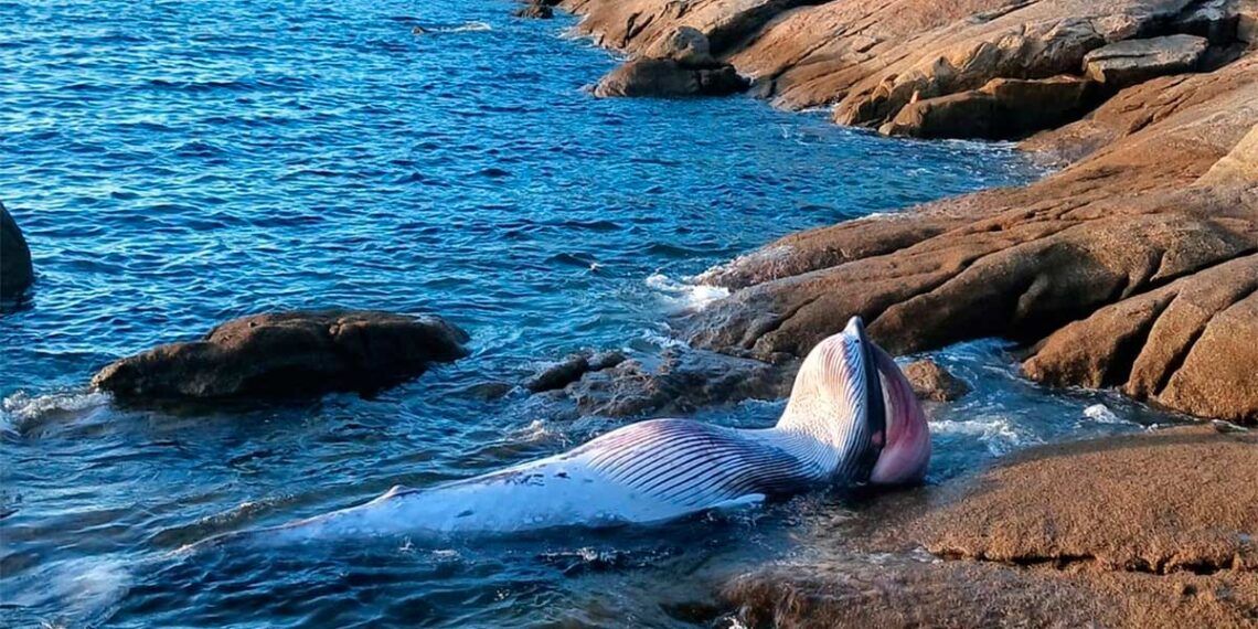 Aparece el cadáver de un cetáceo de unos tres metros de longitud en el puerto de Aldán