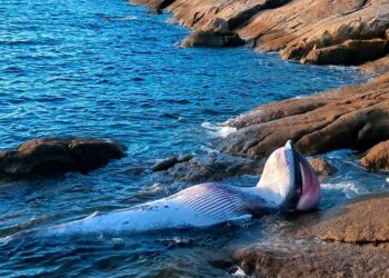 Aparece el cadáver de un cetáceo de unos tres metros de longitud en el puerto de Aldán